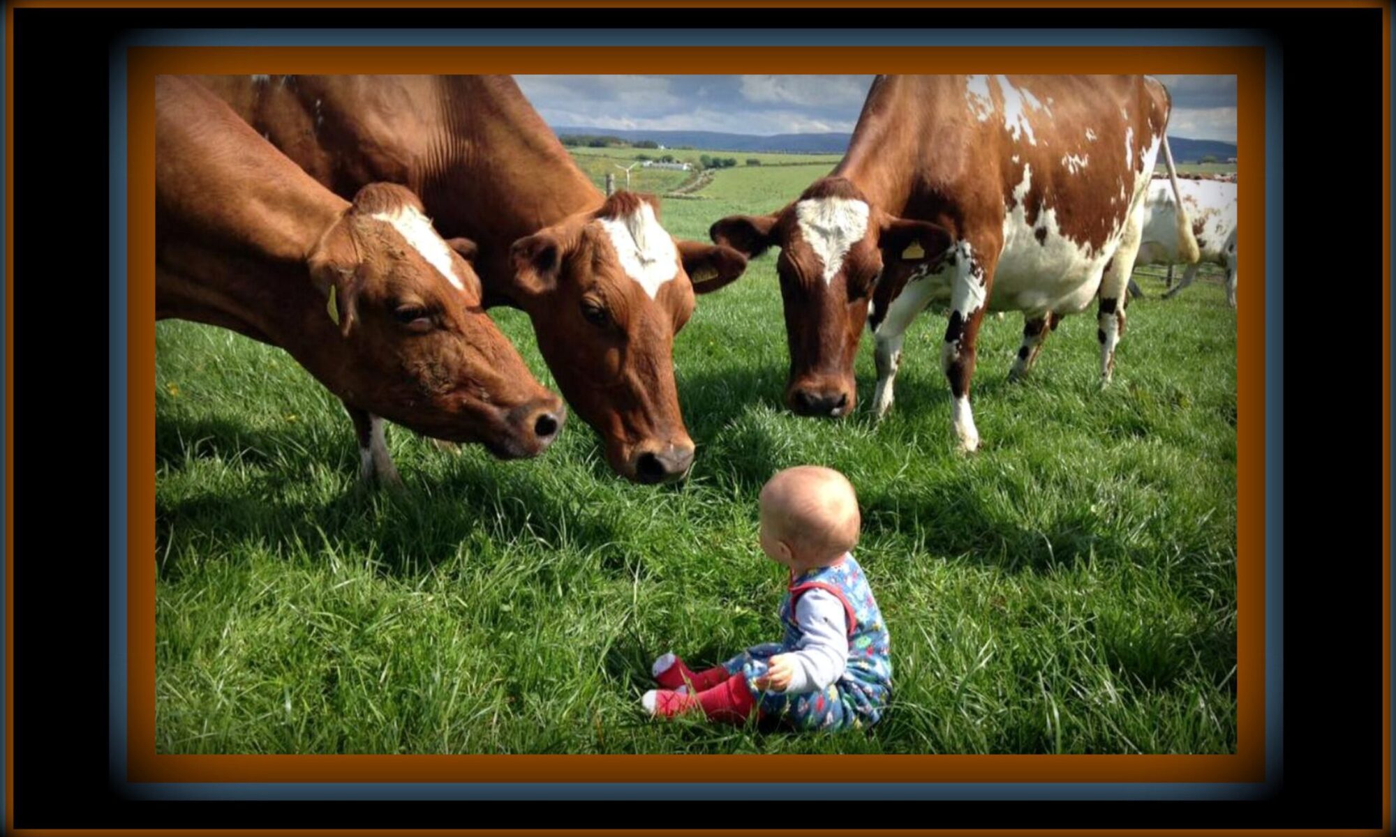 cows and baby in the pasture